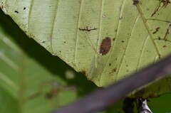 Apochrysa evanida