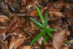 Nepenthes gracilis