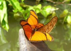 Heliconiini