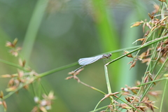 Onychargia atrocyana