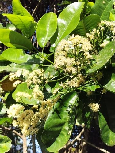 Lemon aspen (Acronychia acidula)