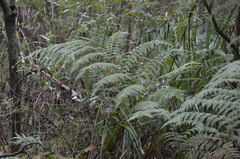 Pteridium esculentum