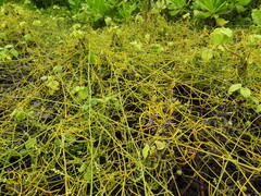 Cassytha filiformis