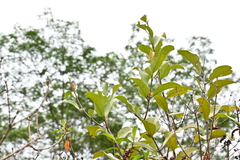 Dendrophthoe pentandra