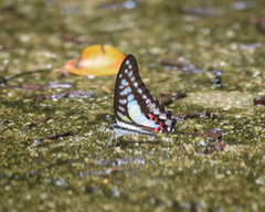 Graphium evemon eventus