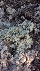 Acarospora placodiiformis