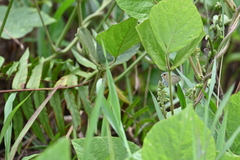 Catochrysops panormus