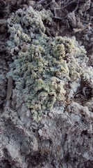 Acarospora placodiiformis