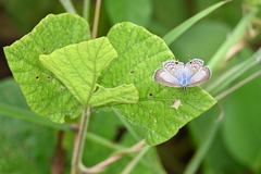 Catochrysops panormus