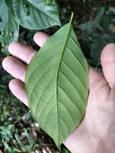 Image of Big Leaf Bollywood (Litsea leefeana) by (c) Matthew Borella, some rights reserved (CC BY)