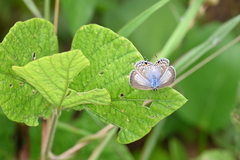 Catochrysops panormus