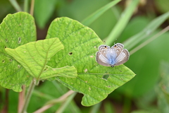 Catochrysops panormus