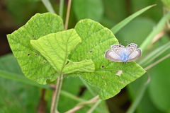 Catochrysops panormus