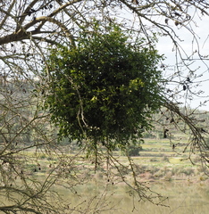 Viscum cruciatum