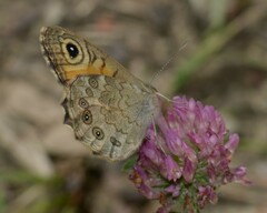 Lasiommata