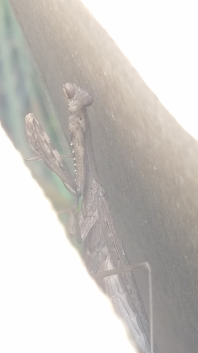 Asian Jumping Mantis photo 4