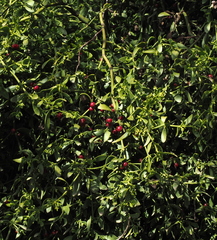 Viscum cruciatum