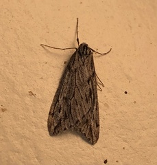 Paleacrita longiciliata