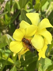 Megachile sicula