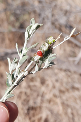 Chenopodium eremaeum