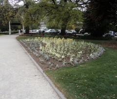 Brassica oleracea acephala