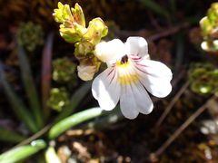 Euphrasia cuneata