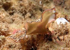 Pseudobiceros damawan