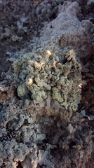 Acarospora placodiiformis