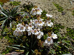 Euphrasia cuneata