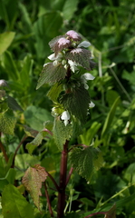 Lamium moschatum