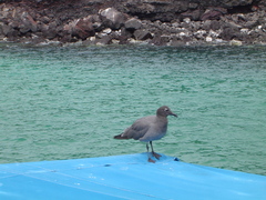 Leucophaeus fuliginosus