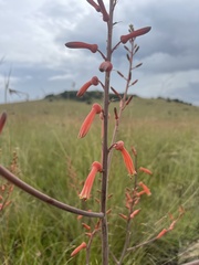 Aloe transvaalensis