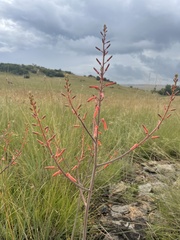 Aloe transvaalensis