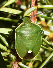 Chlorochroa juniperina