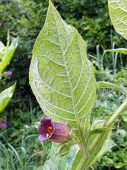 Atropa belladonna