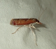 Syntonarcha iriastis