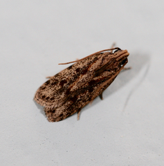 Stoeberhinus testaceus