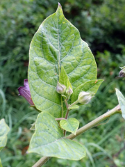 Atropa belladonna