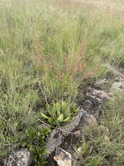 Aloe transvaalensis
