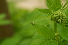 Phyllobius argentatus