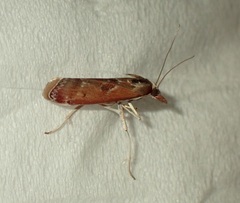 Syntonarcha iriastis