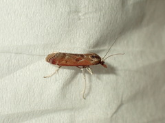 Syntonarcha iriastis