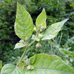 Atropa belladonna