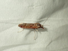 Syntonarcha iriastis
