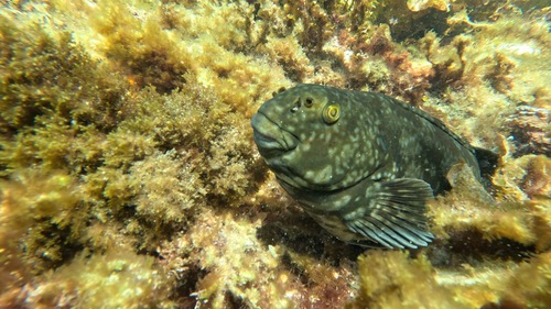 Western cockatoo morwong (Aplodactylus westralis) — Aplodactylidae — 2