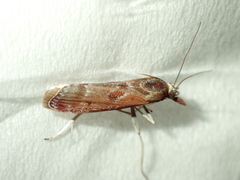 Syntonarcha iriastis