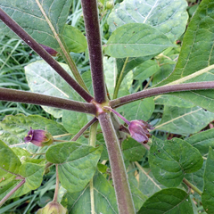 Atropa belladonna