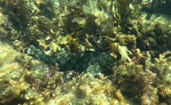 Aplodactylus westralis