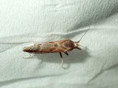 Syntonarcha iriastis