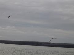 Hydrobates tethys